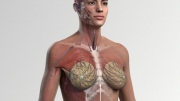 Elsevier Launches Most Advanced Full Female Anatomy 3D Model