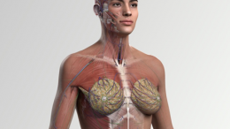 Elsevier Launches Most Advanced Full Female Anatomy 3D Model