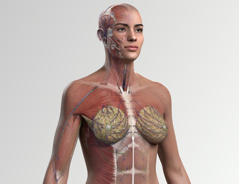 Elsevier Launches Most Advanced Full Female Anatomy 3D Model