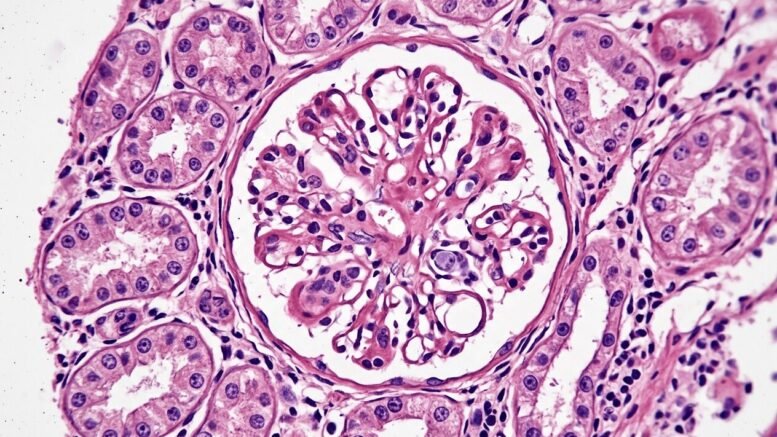 Stockport NHS Foundation Trust Advances NHS Digital Pathology Transformation with Clinisys WinPath
